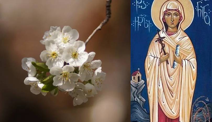 Αγία Νίνα Ισαπόστολος – Συναξαριστής Σάββατο 14/01/23