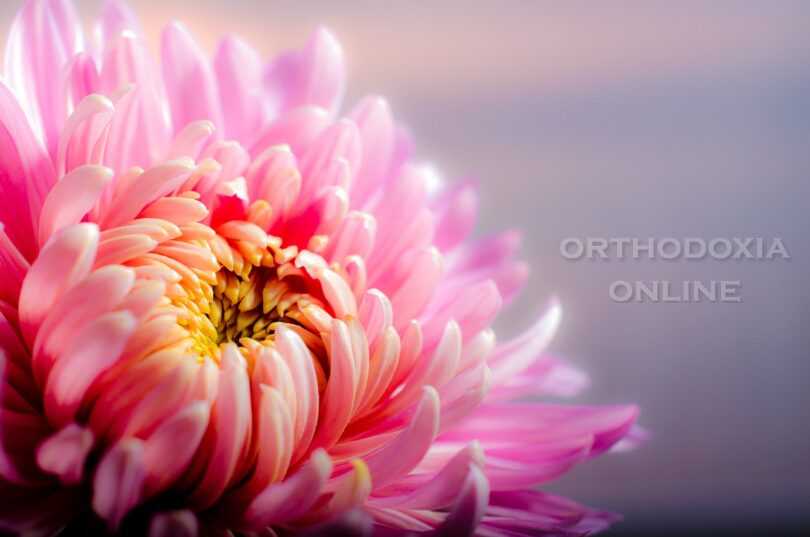 flower, chrysanthemum, petals