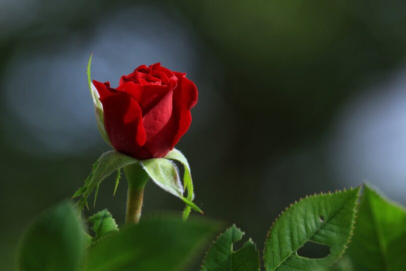 rose, flower, blossom
