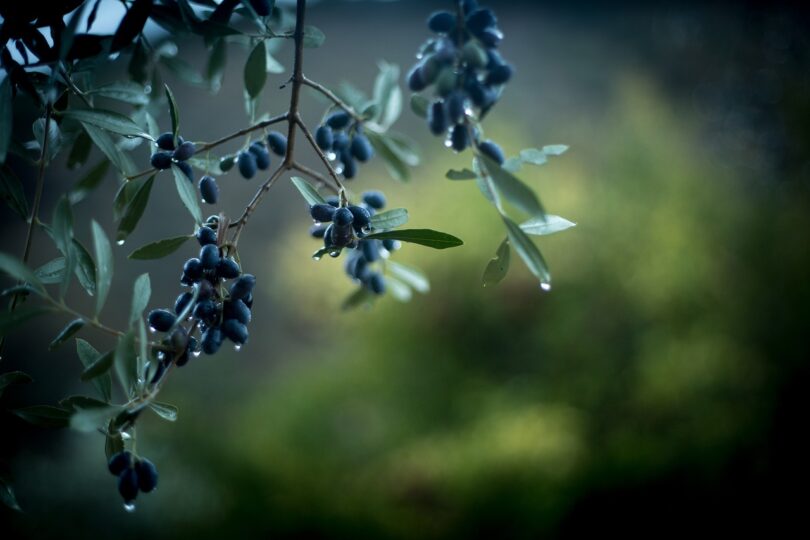 olives, rain, green