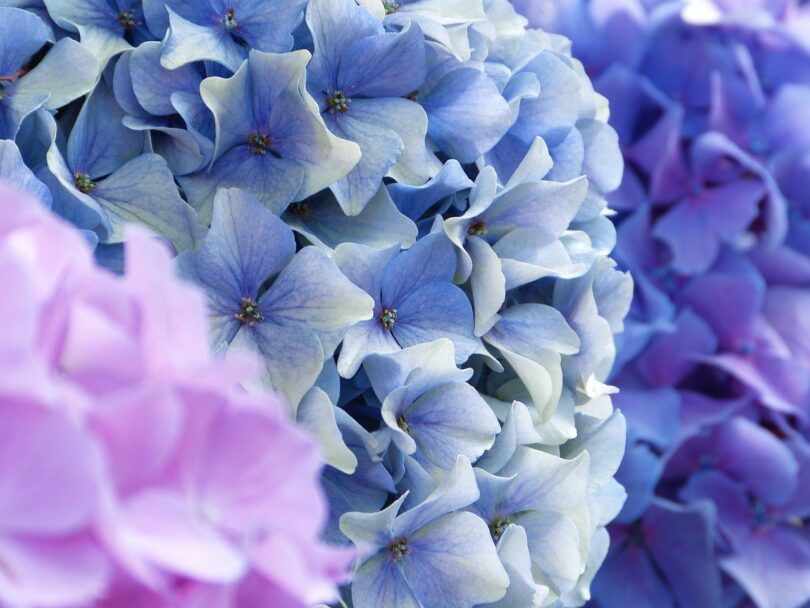 hydrangea, blossoms, hydrangea flower