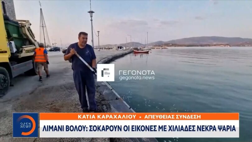 Βόλος: Σοκάρουν οι εικόνες με χιλιάδες νεκρά ψάρια στο λιμάνι